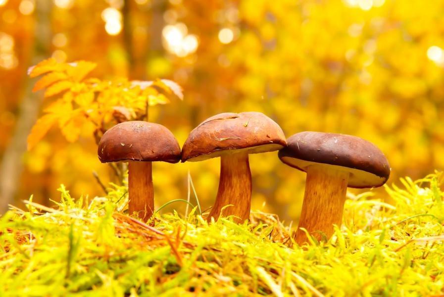 В лечении метеоризма важно ограничить прием тяжелой пищи – например, грибов, фото